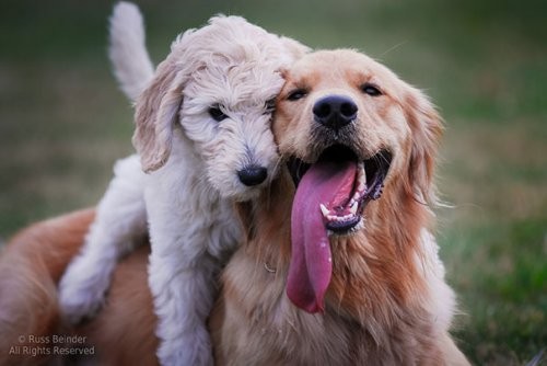 Очаровательная и забавная дружба между собаками