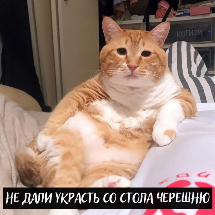 Проблемы котов