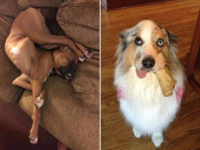 Забавные фото застывших собак