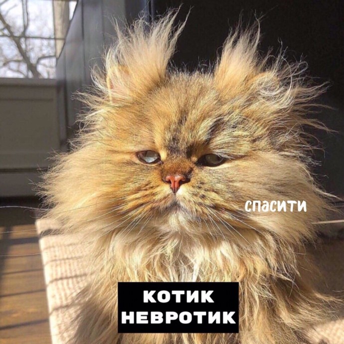 Порция тотемных котов