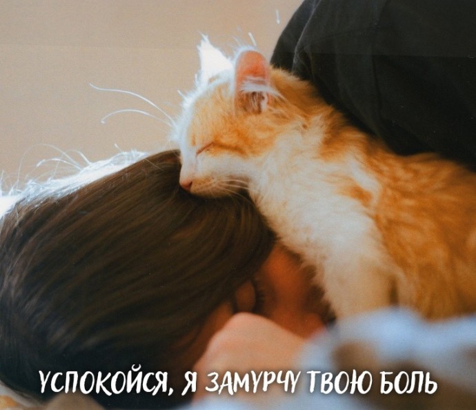 Кошка – твой лучший психолог