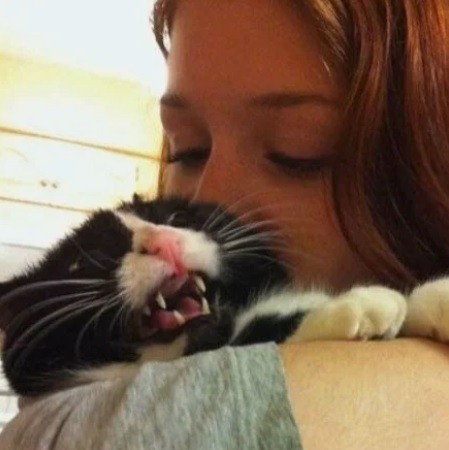 Попытка поцеловать кошку