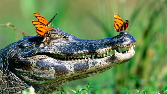 Когда ты крокодил, но все равно хочешь быть милашкой