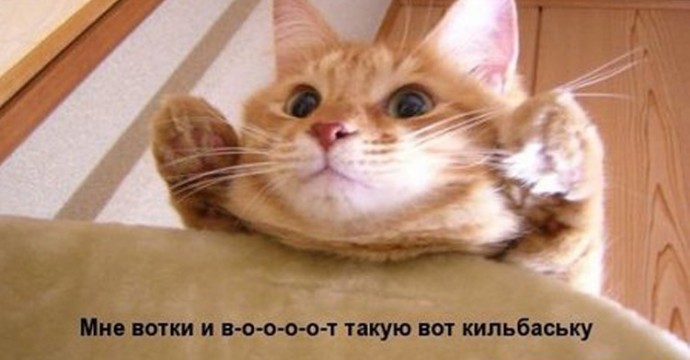 Коты такие коты