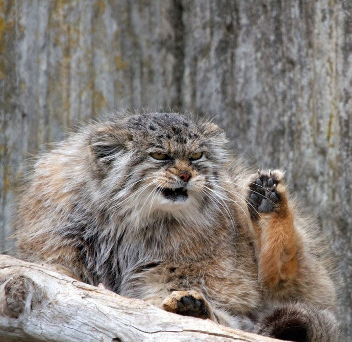 Самая экспрессивная кошка