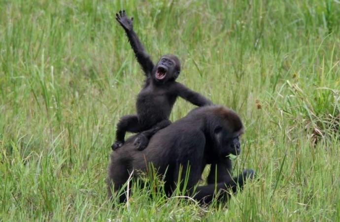 Смешные обезьяны: фото, поднимающие настроение