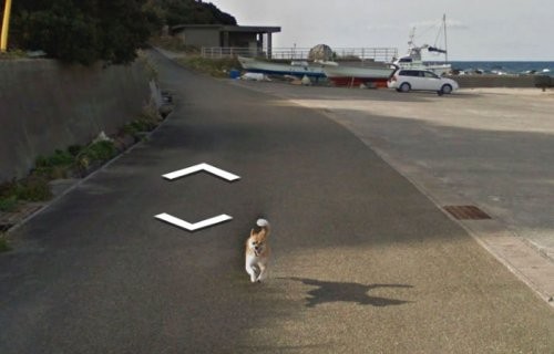 Google Street View с участием животных