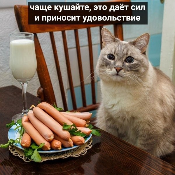 Коты подскажут нам, как развлечь себя