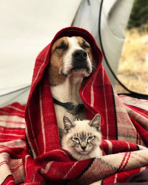 Любители путешествий пёс Генри и кот Балу