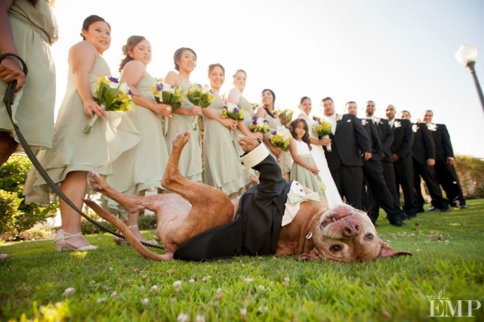 Собаки на свадьбе