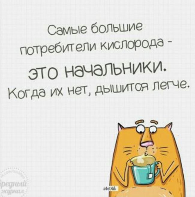 Забавный котик поднимет Ваше настроение