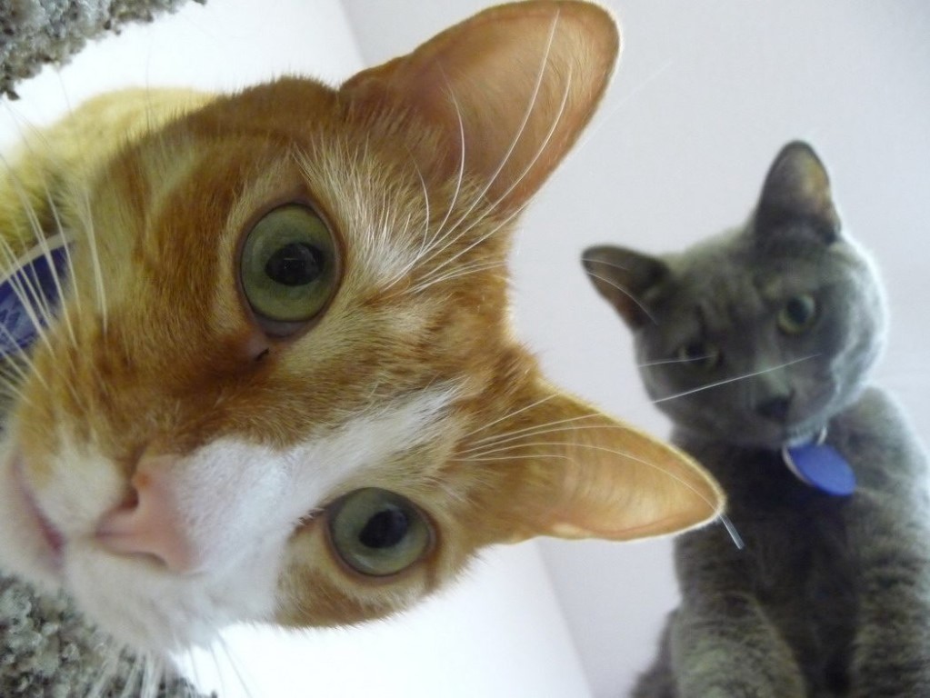 Картинка коты смотрят сверху