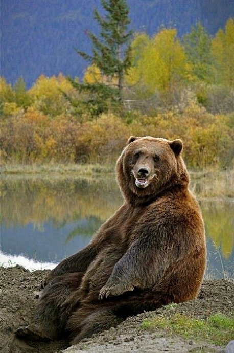 Иногда хочется расслабиться и просто побыть медведем