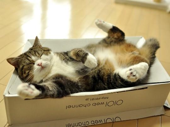 Кот Мару и его дикая любовь к коробкам.