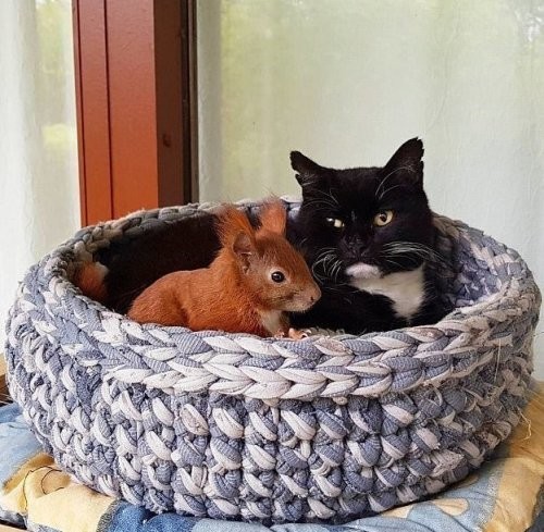 Неразлучные друзья бельчонок Тин-Тин и кот Тигр