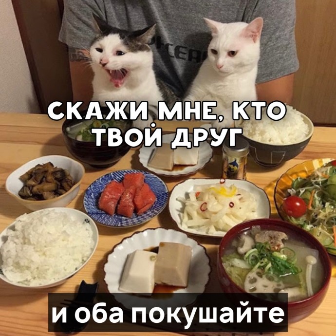 Пословицы от котика