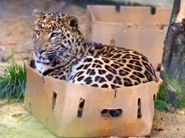 Любовь к коробкам у них в крови