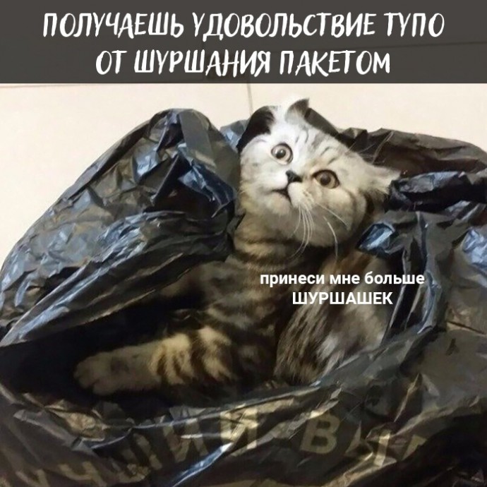 Плюсы быть котом