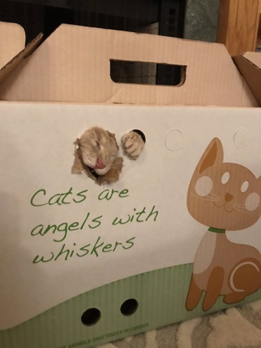 Понять логику кота невозможно