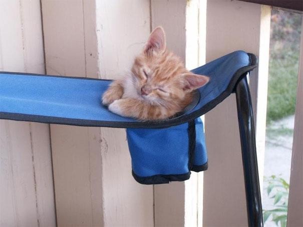 Кошки могут спать где угодно