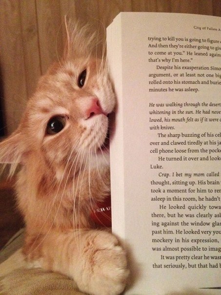 Коты против чтения