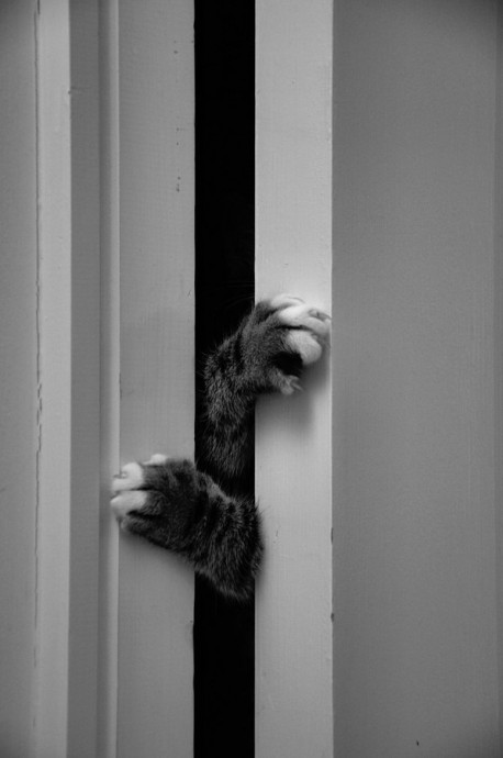 Не можете дозваться кота? Просто закройте дверь и начните что-нибудь есть без него)