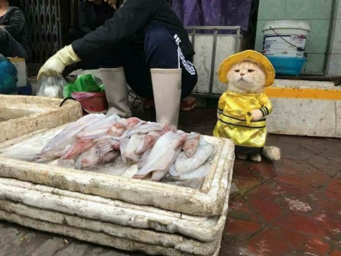 Очаровательный мохнатый продавец рыбы