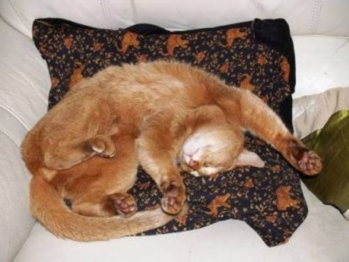 Смешные кошки, которые могут заснуть в любой позе и в любом месте