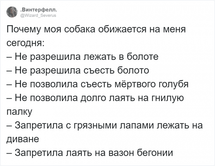 Странности, которые люди запретили собакам, а те обиделись