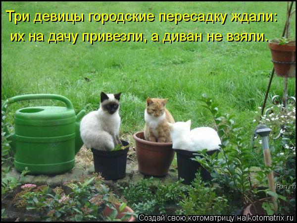 Коты на даче