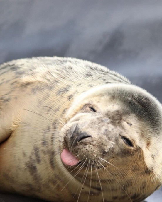 Смешные фото тюленей