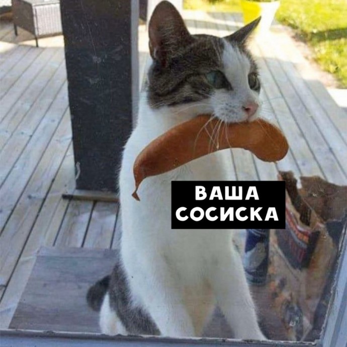 Умные коты на вес золота.