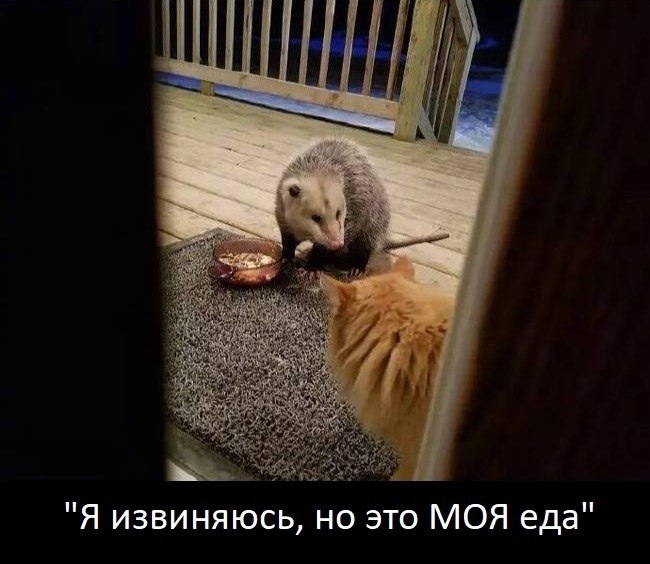 Опoссум и домашний кот