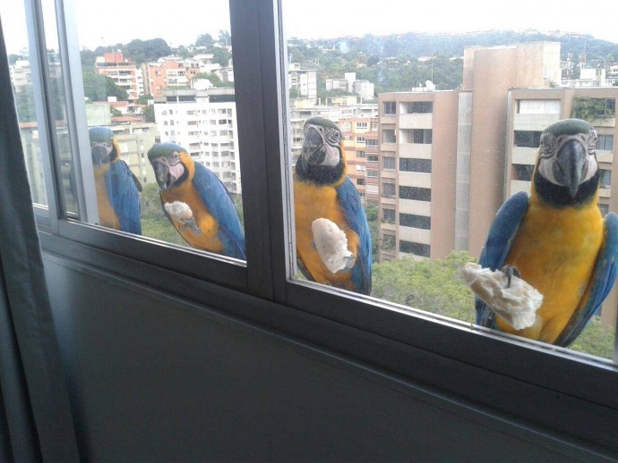 С попугаями тоже весело