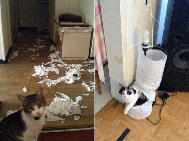 Кошки могут одинаково виртуозно создавать уют и разрушать его.