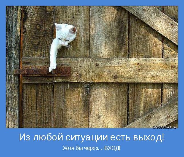 Коты с нечистыми намерениями