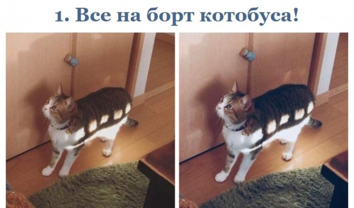 Ох уж эти котейки!