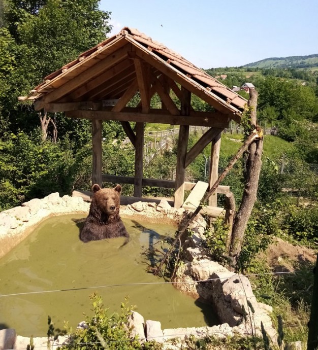 Эти медведи точно познали смысл жизни...