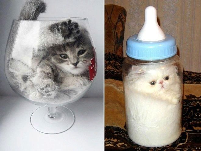 Налейте мне три литра котика, пожалуйста