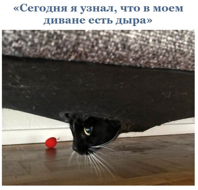 С котами скучно не бывает!