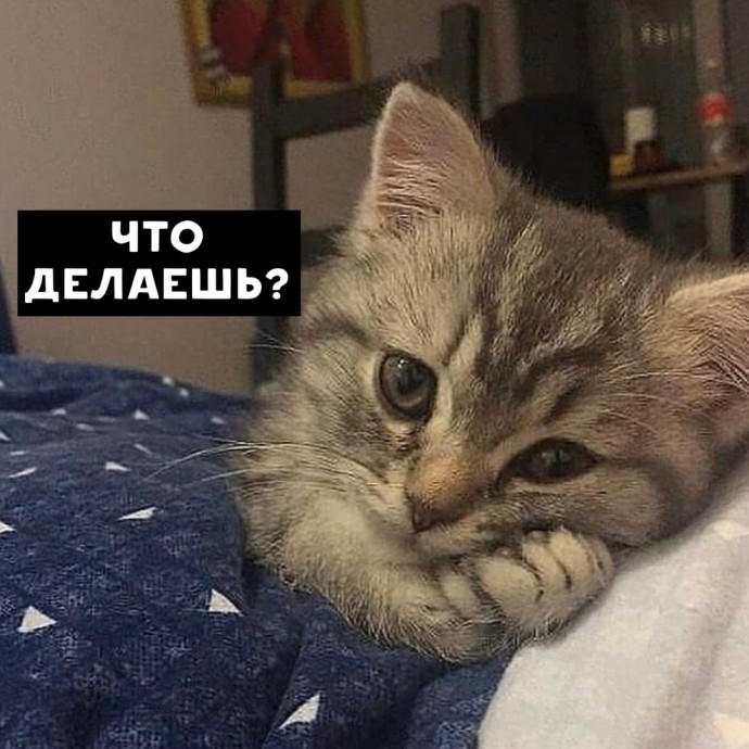 Жизнь с котом глазами котиста