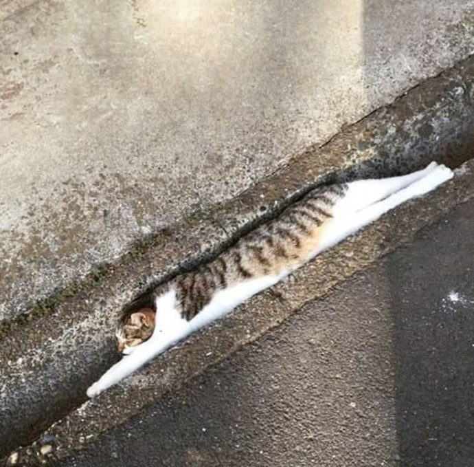 Не переживай, хозяин, мне очень удобно!