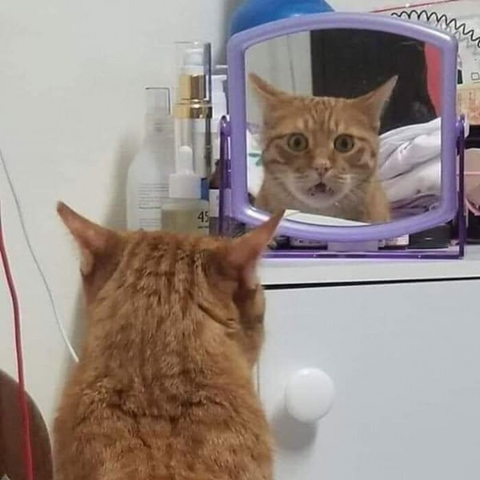 Животные, которые увидели себя в зеркале