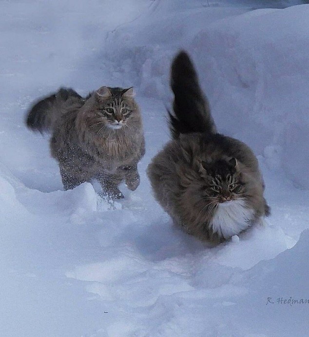 Держи хвост трубой!