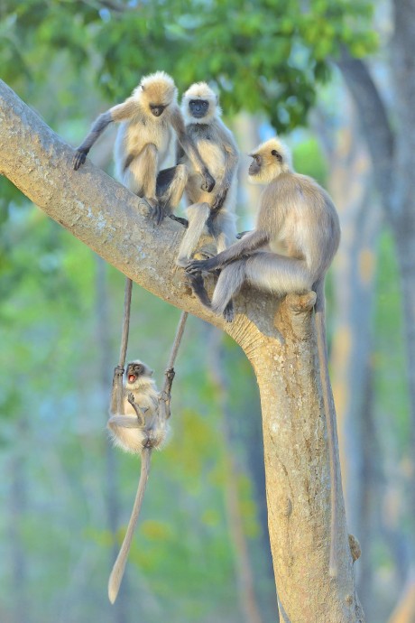 Фотографии финалистов конкурса "Comedy Wildlife Photography Awards" всегда поднимут твоё настроение