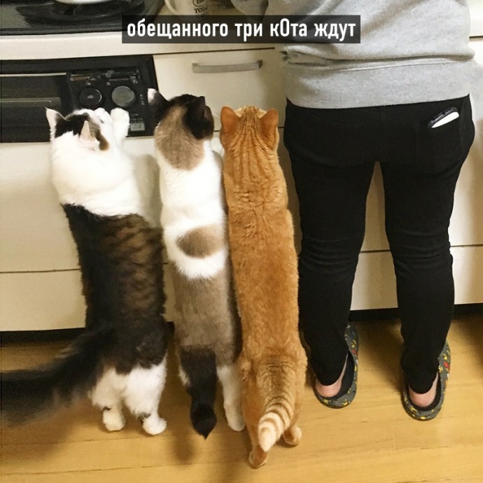 Котовьи поговорки