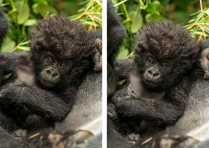 Малыш гориллы с необычайной прической