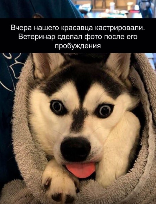 Мохнатые чудики