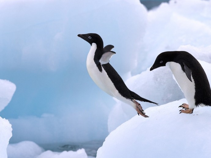 Пингвины акробаты