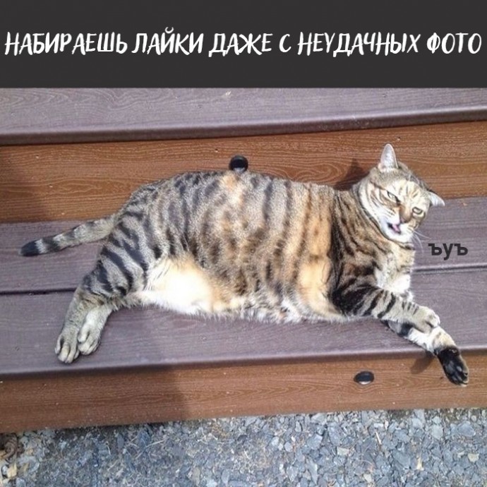Плюсы быть котом